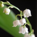 Muguet de mai